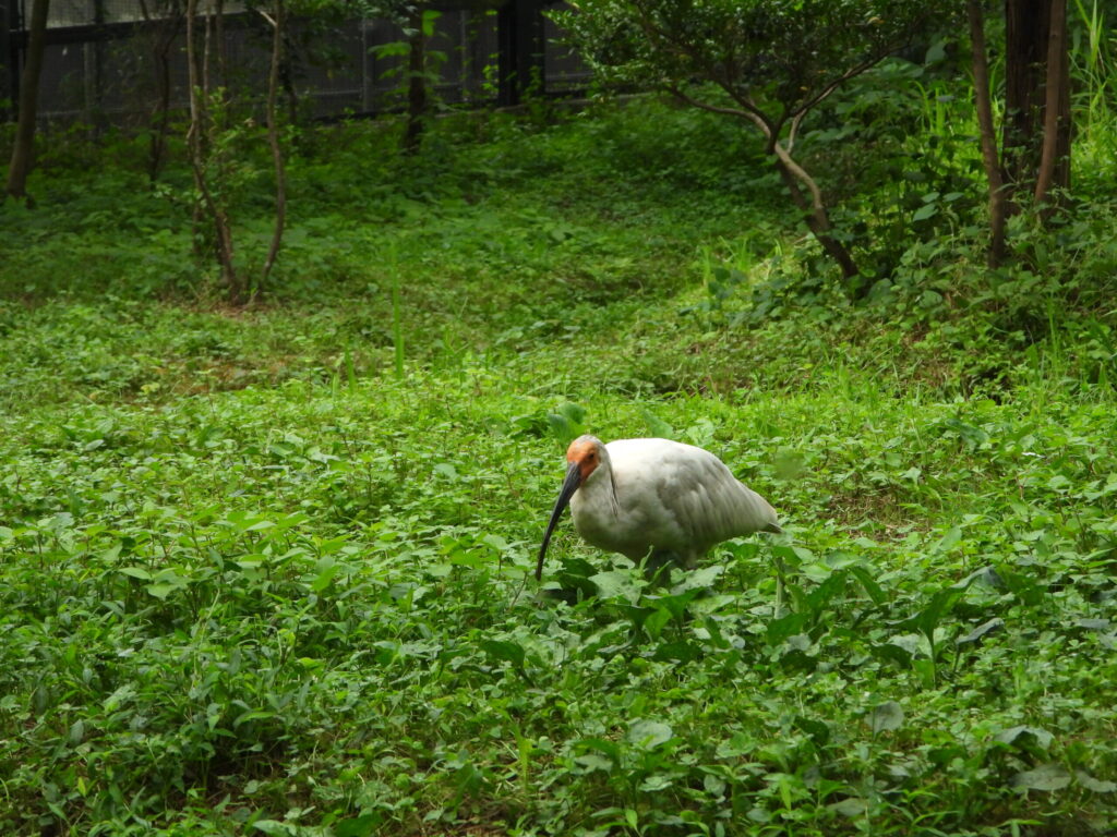 Crested ibis walking through vegetation at a conservation facility on Sado Island