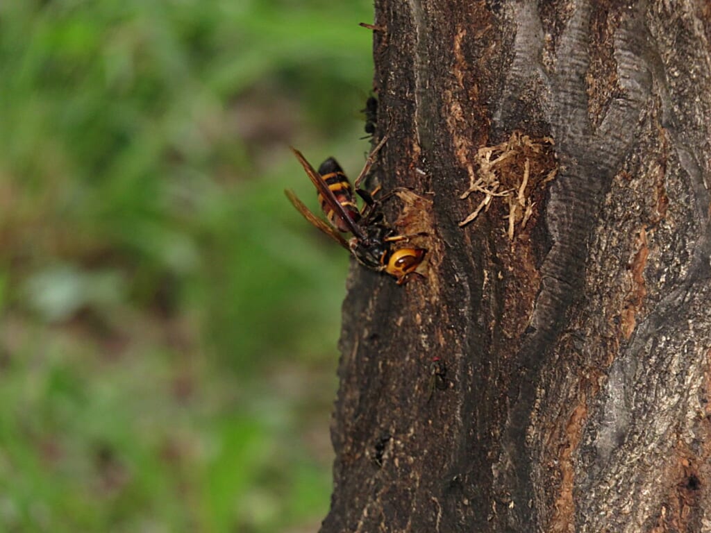 Japanese giant hornet on a tree trunk in Japan