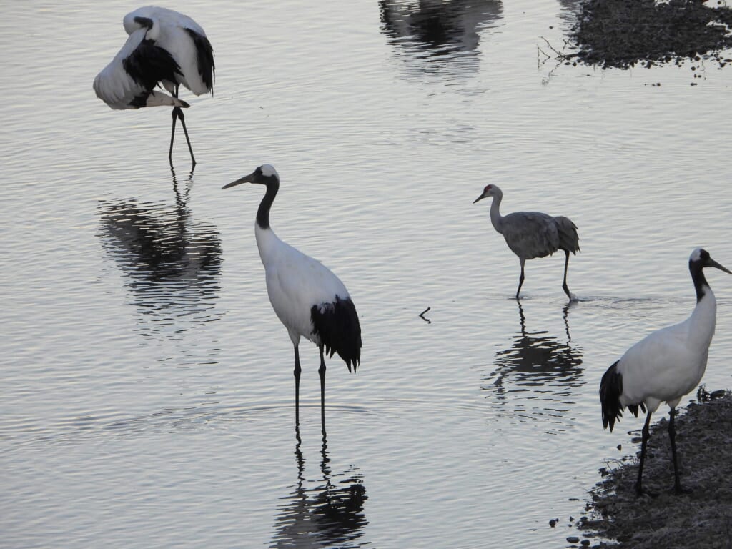 Adult and young Red-crowned Cranes standing in shallow water in Hokkaido