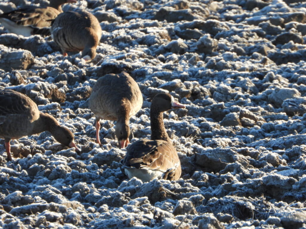 Greater White-fronted Geese feeding on frosty ground in Hokkaido, Japan