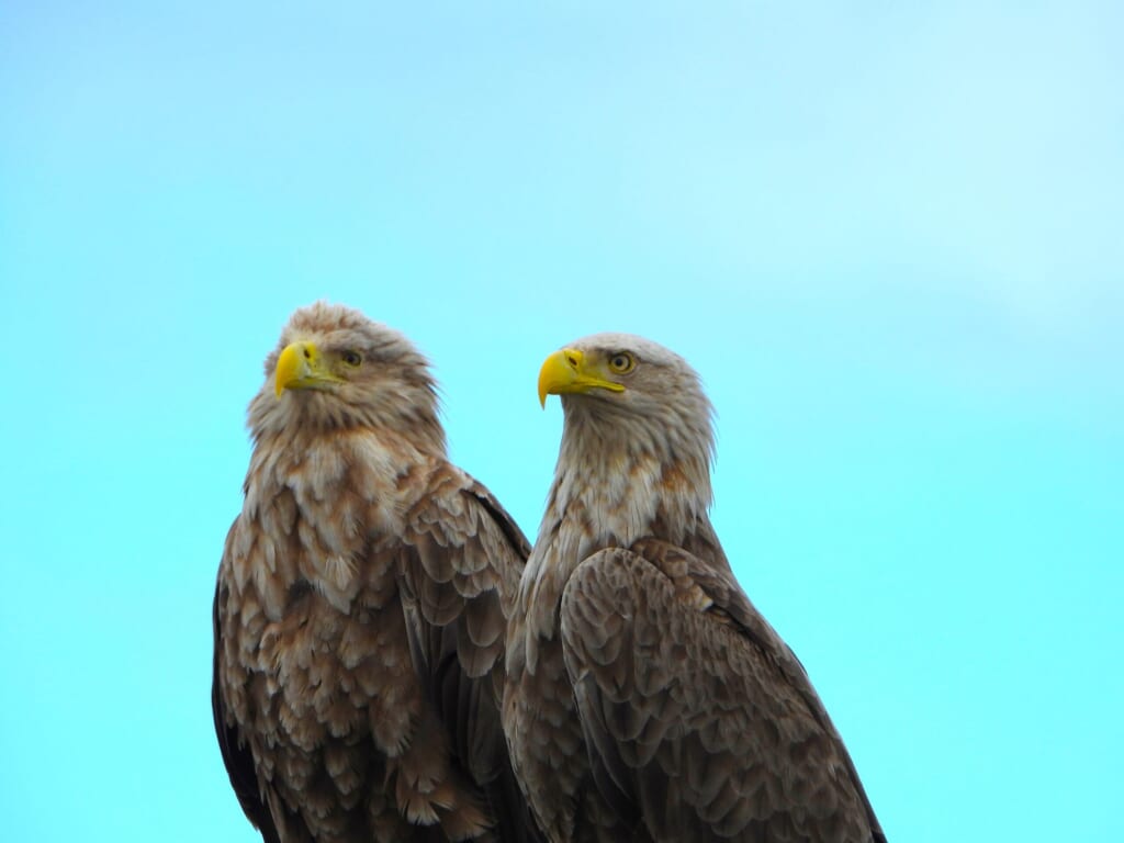 Close view of two White-tailed Eagles in Hokkaido