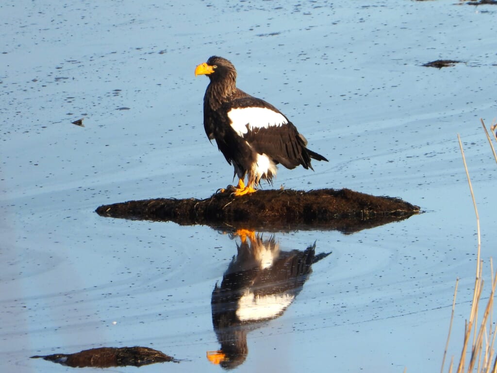 Steller's Sea Eagle standing beside frozen water in Hokkaido