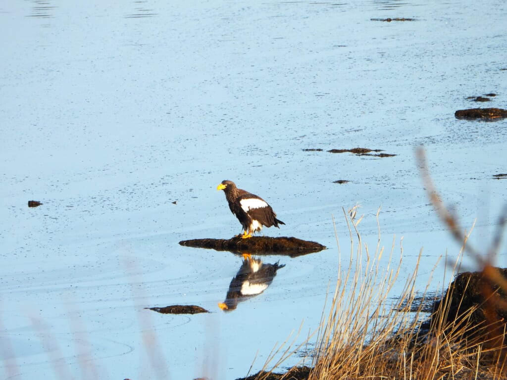 Steller's Sea Eagle in an open winter landscape in Hokkaido