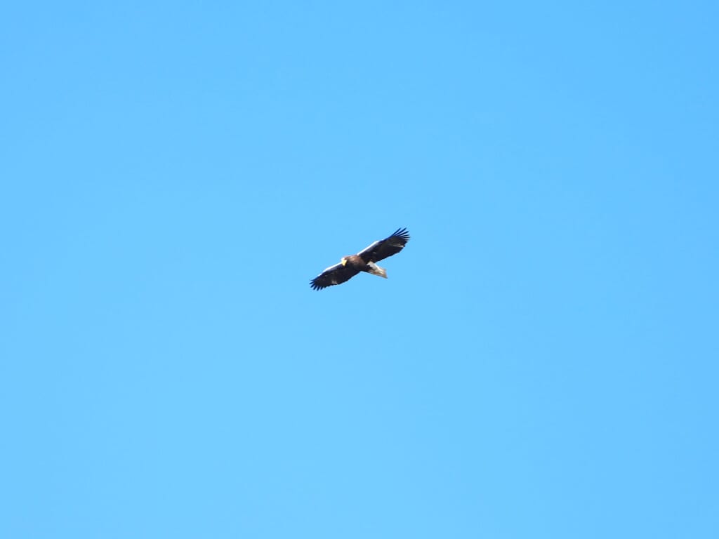 Sea eagle flying over Hokkaido