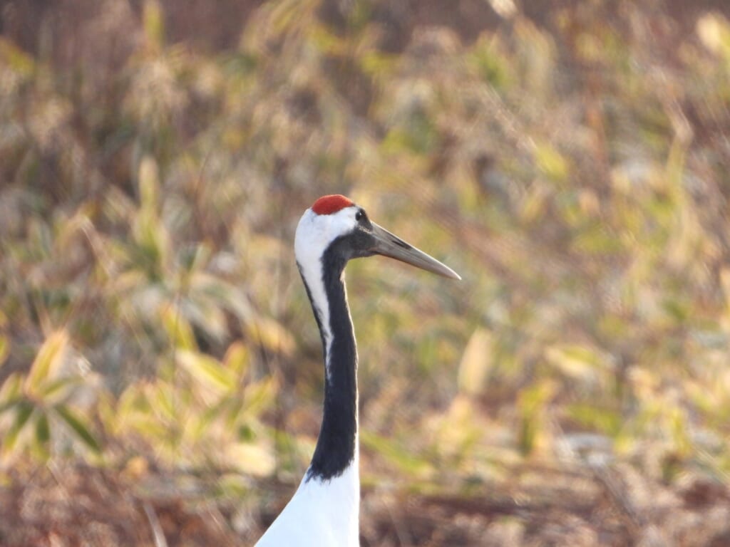 Close-up of a Red-crowned Crane showing its red crown and black neck