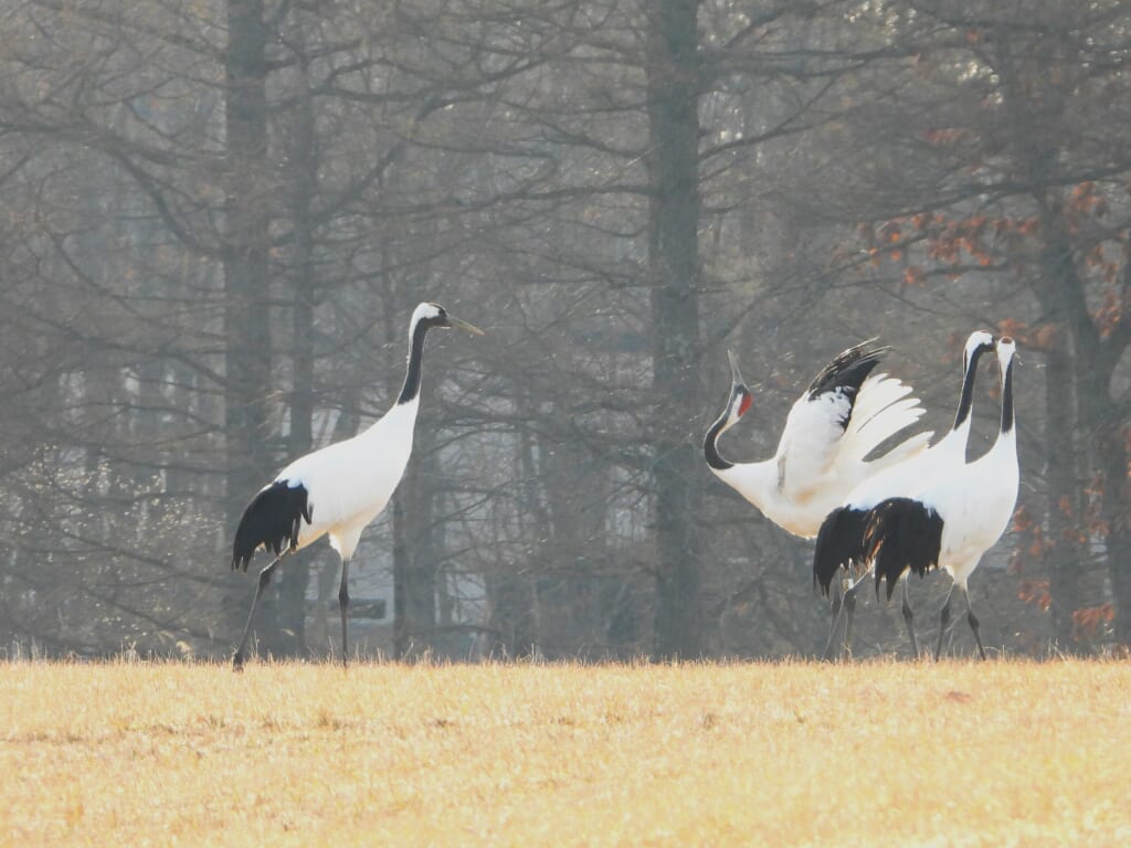 Red-crowned Cranes in a grassland in Hokkaido, including one spreading its wings