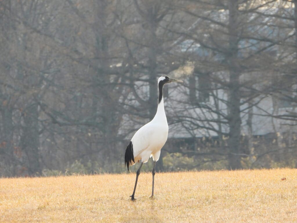 Wild Red-crowned Crane standing in a grassland in Hokkaido