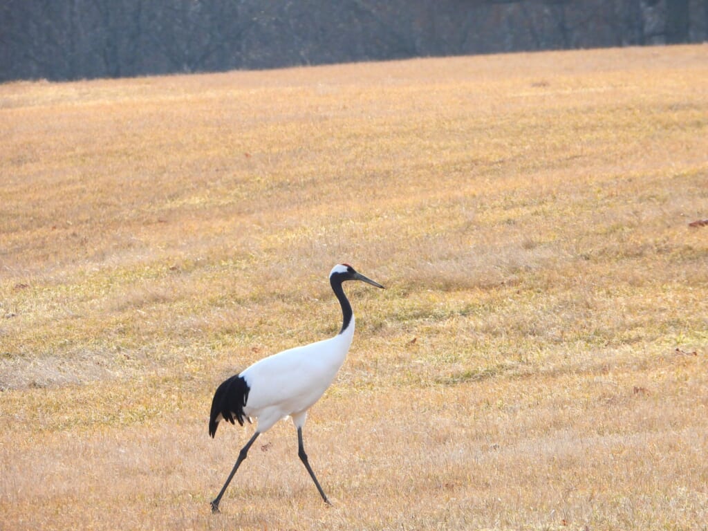 Red-crowned Crane walking across open grassland in Hokkaido