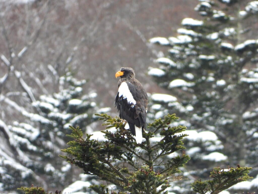 Steller's Sea Eagle in a snowy forest in Hokkaido, Japan