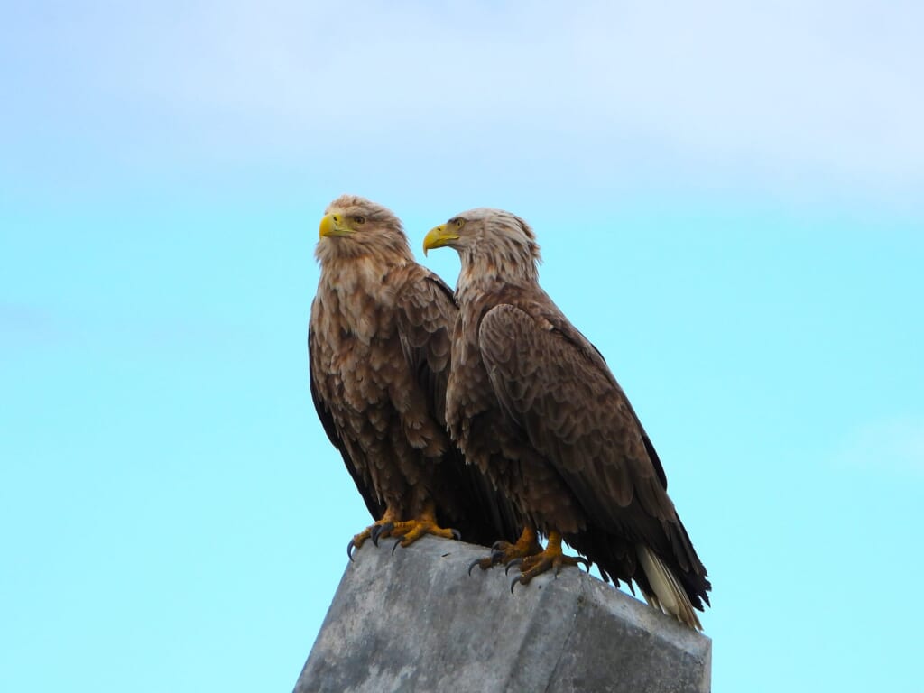 Two White-tailed Eagles in Hokkaido, Japan