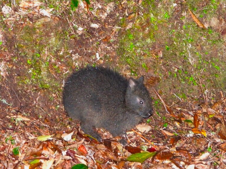 Amami Rabbit (Pentalagus furnessi) photographed at night on Amami Ōshima