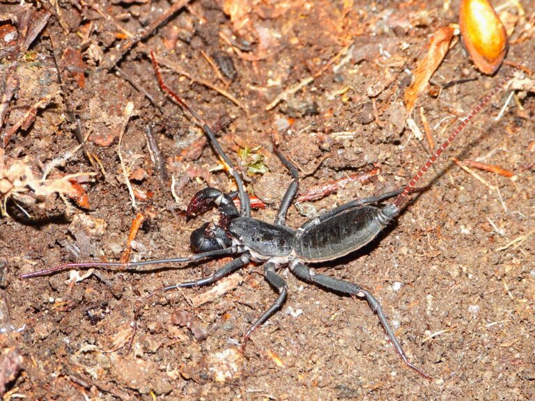 Amami whip scorpion (Typopeltis stimpsonii) on the forest floor with long whip-like tail