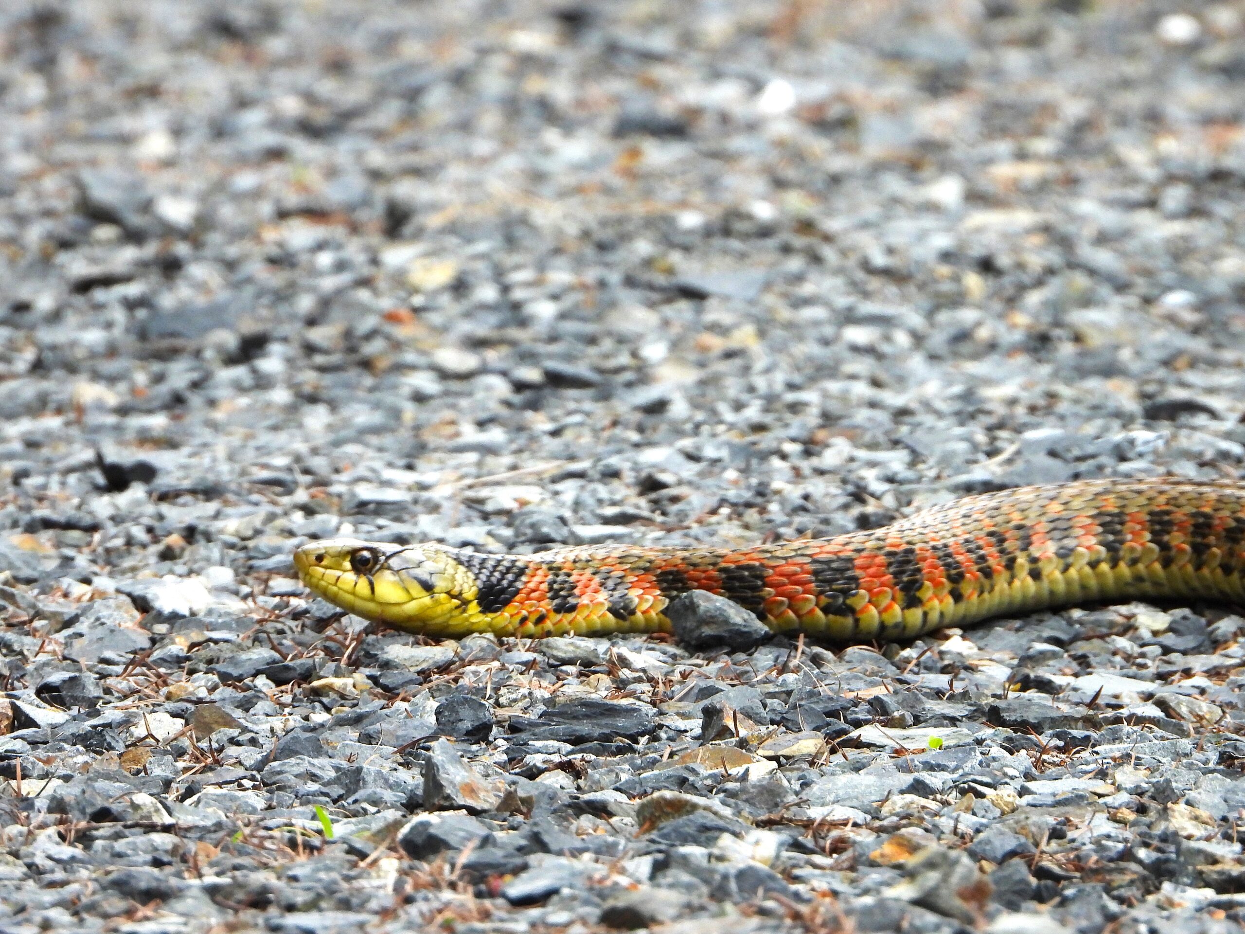Tiger Keelback (Rhabdophis tigrinus) on rocky ground in Japan, showing its colorful red and black markings.