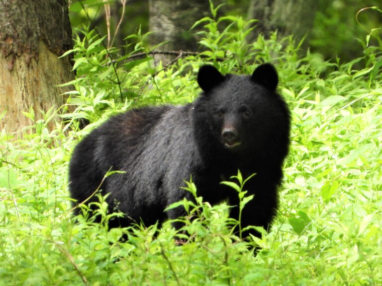Asian Black Bear (Ursus thibetanus japonicus) standing in a Japanese mountain forest