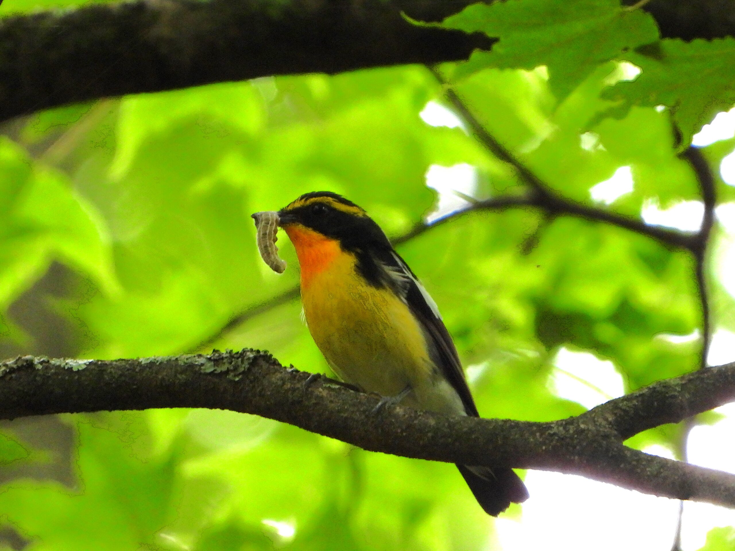 Male Narcissus Flycatcher (Ficedula narcissina) holding a caterpillar in its beak while perched on a branch in fresh green forest