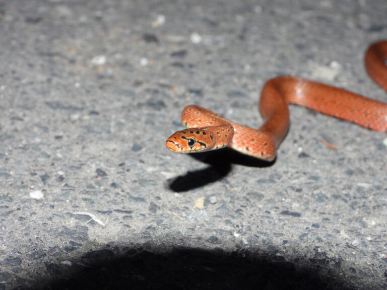 Non-venomous Japanese snake with vivid red and black pattern, known as Jimuguri