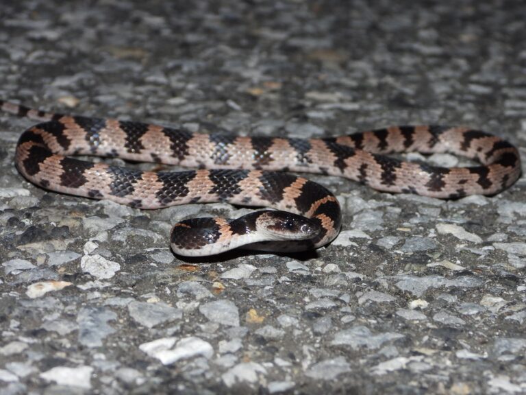 Oriental Odd-tooth Snake (Lycodon orientalis) photographed at night on asphalt, showing glossy black-and-white banded pattern.
