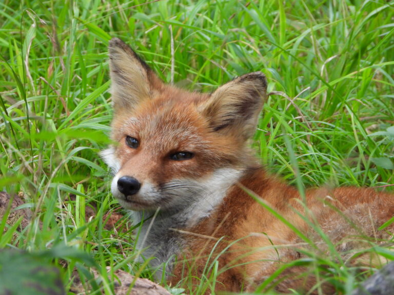 Close-up of a Japanese red fox’s face in the forest, showing its sharp eyes and reddish fur in detail.