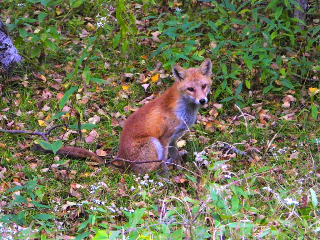A Japanese red fox sitting in the forest, looking directly at the camera with its fluffy tail resting behind it.