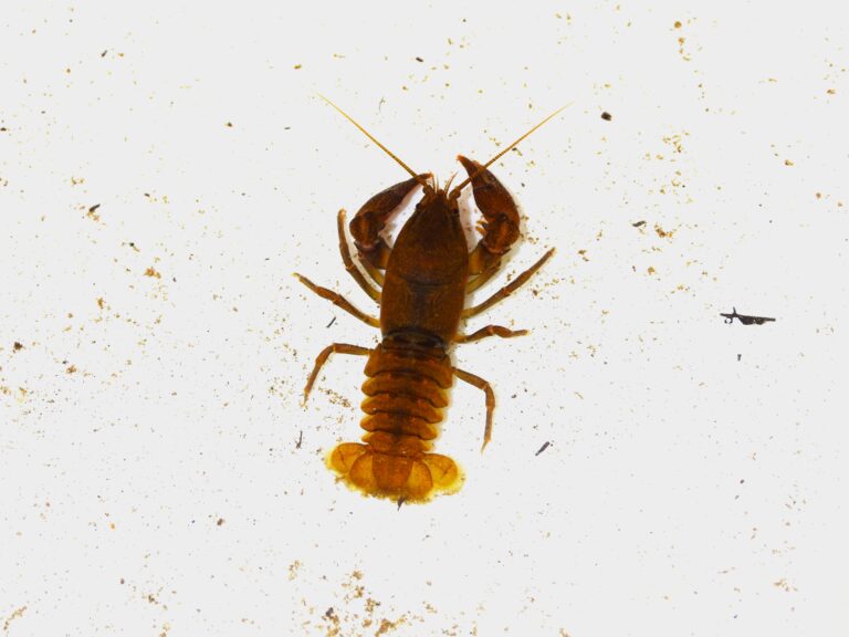 Japanese crayfish (Cambaroides japonicus), an endangered freshwater species from Japan