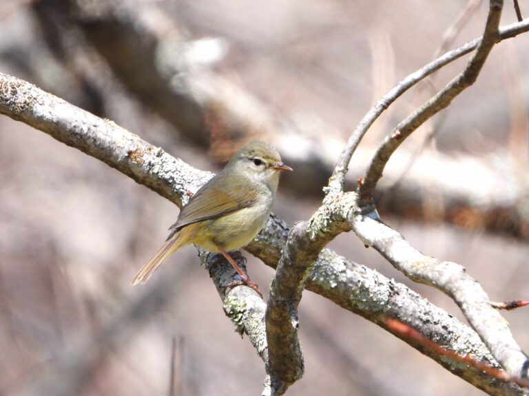 Japanese Bush Warbler (Horornis diphone) – Wildlife of Japan