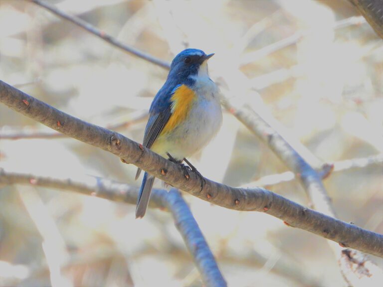 Male Red-flanked Bluetail (Tarsiger cyanurus) perched on a branch in bright sunlight, showing vivid blue plumage and orange flanks.