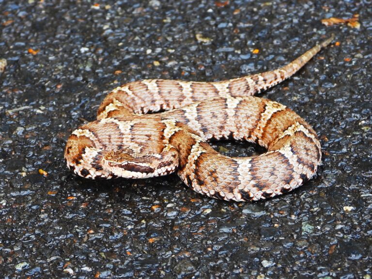 Japanese Mamushi (Gloydius blomhoffii) with triangular head and zigzag pattern in Honshu, Japan