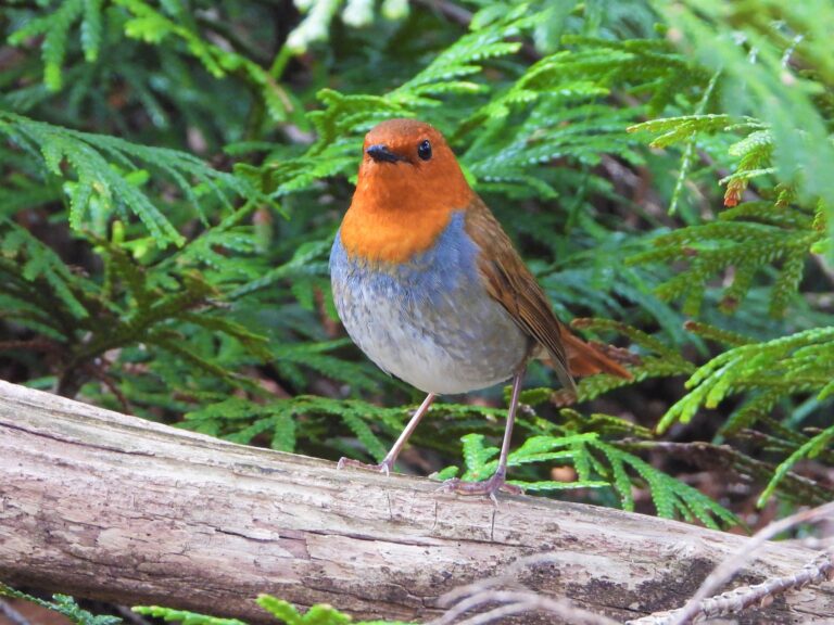 Japanese Robin (Larvivora akahige) perched on a mossy branch in mountain forest, Japan
