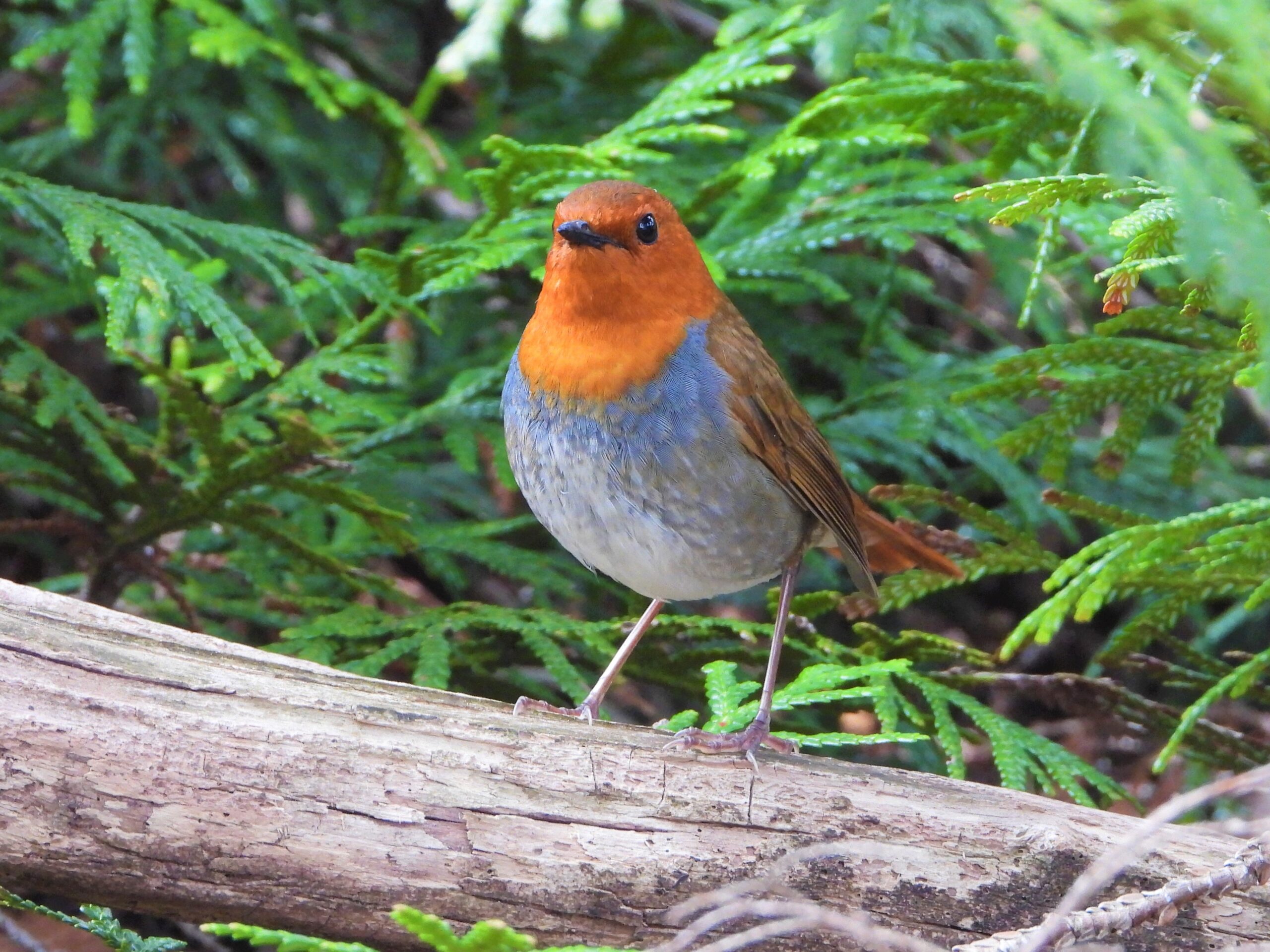 Japanese Robin (Larvivora akahige) perched on a mossy branch in mountain forest, Japan
