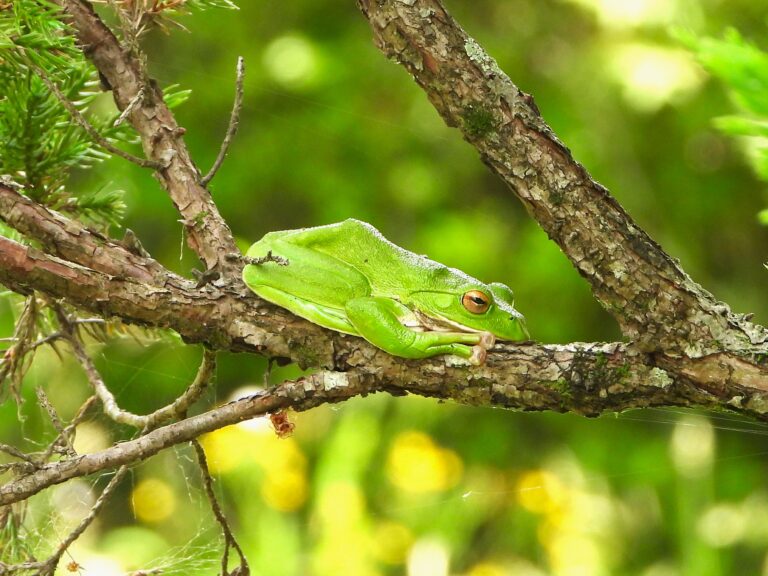 Forest Green Treefrog (Zhangixalus arboreus) resting on a tree branch in a Japanese forest