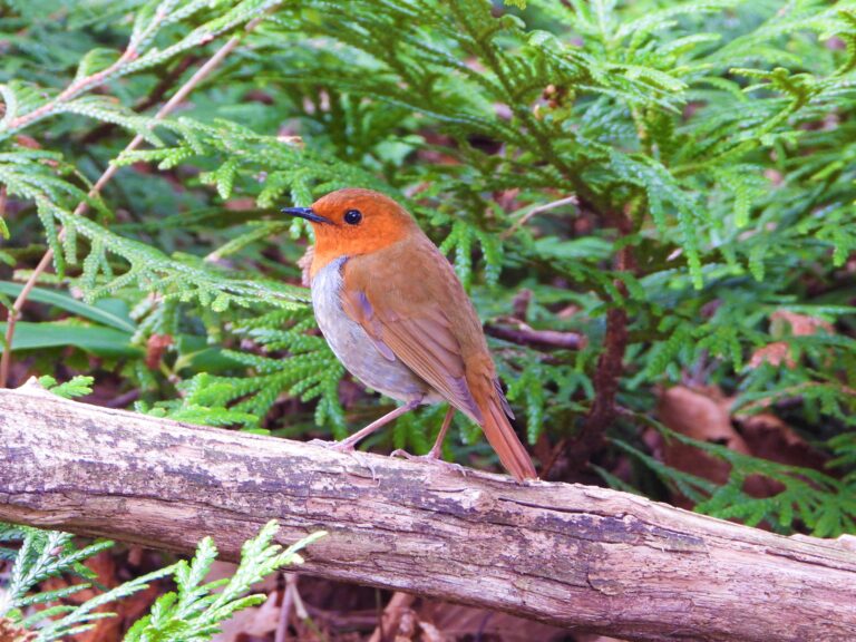 Japanese Robin (Larvivora akahige) perched on a mossy branch in mountain forest, Japan