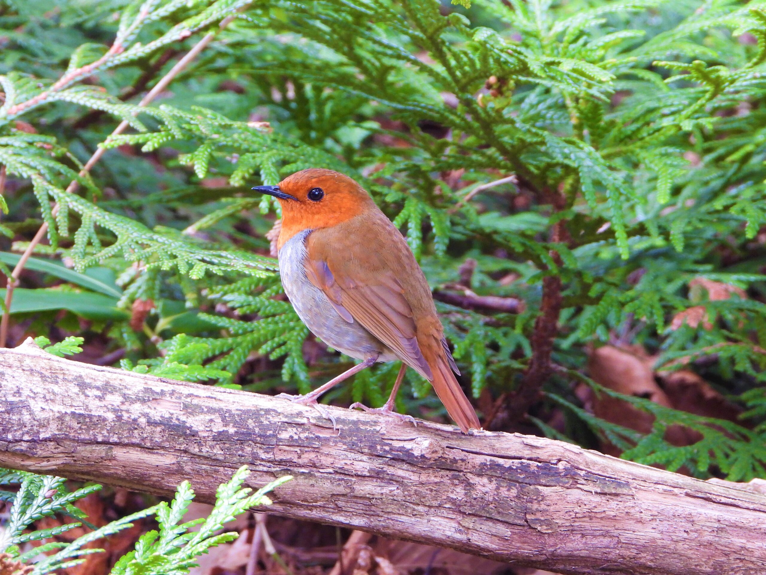 Japanese Robin (Larvivora akahige) perched on a mossy branch in mountain forest, Japan