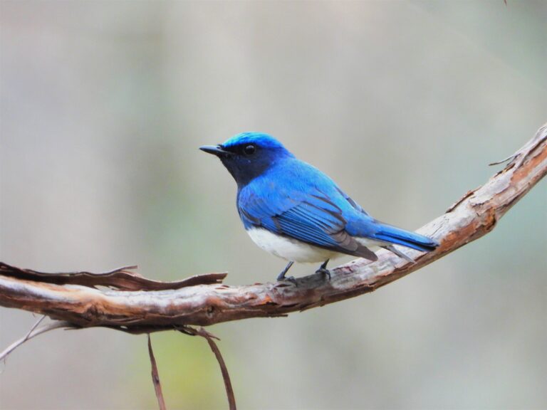 Male Blue-and-White Flycatcher resting on a branch, displaying sapphire-blue upperparts and contrasting white underparts.