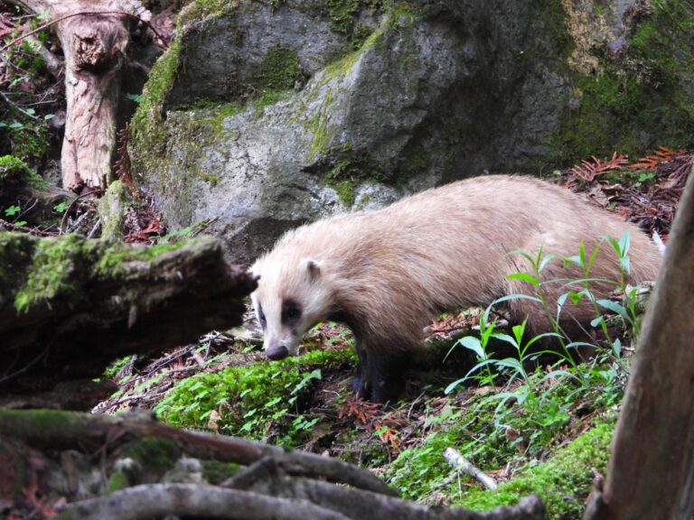 Japanese Badger walking on a mossy forest floor, showing its tan coat and dark facial stripes