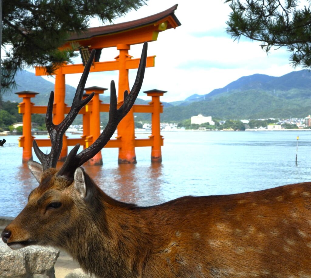 Sika Deer (Cervus nippon) with torii gate of Itsukushima Shrine in Miyajima, Japan