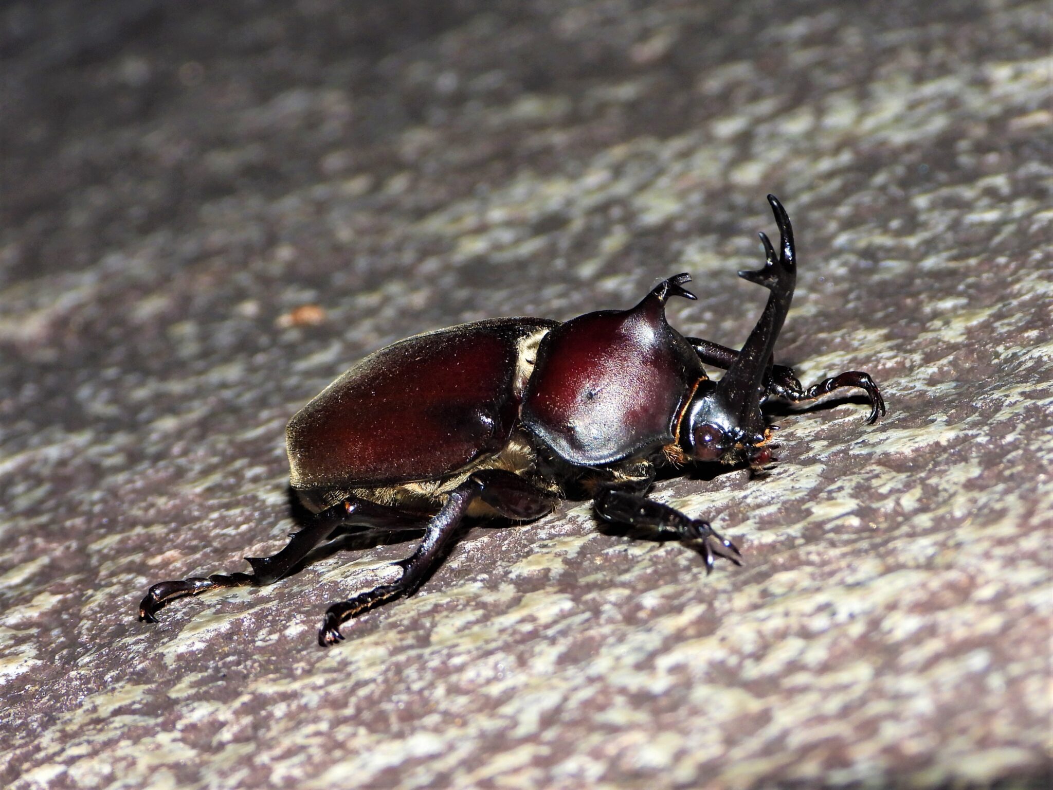 japanese-rhinoceros-beetle-facts-wildlife-of-japan