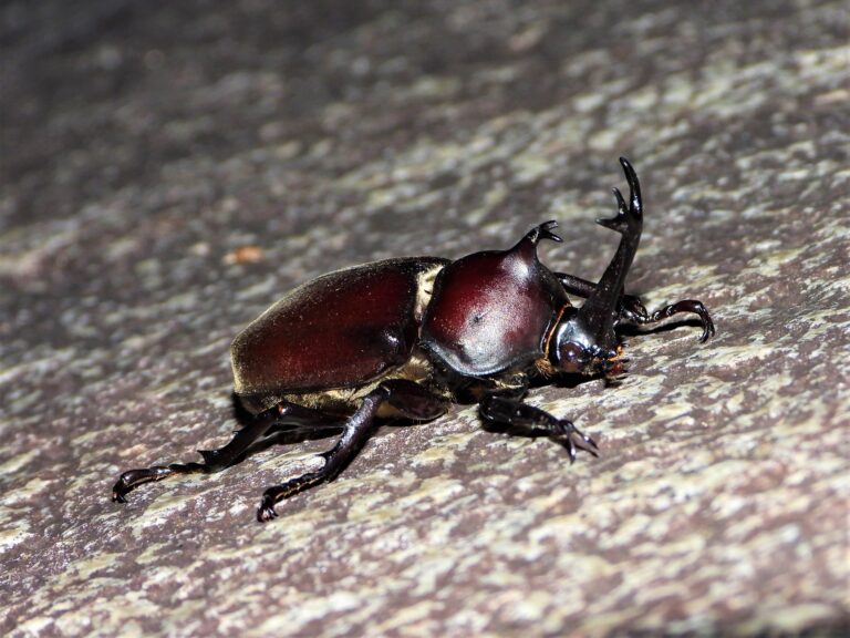 Male Japanese rhinoceros beetle clinging to an oak tree