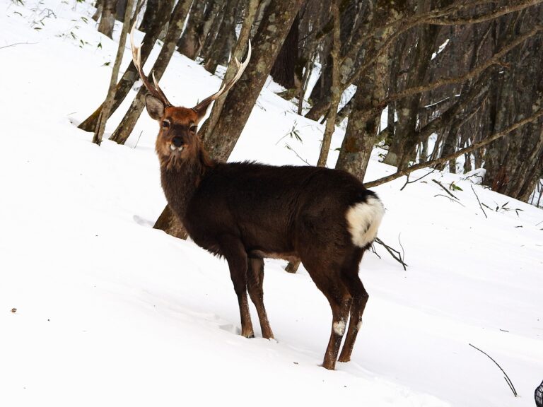 ika Deer (Cervus nippon) standing in a Japanese forest