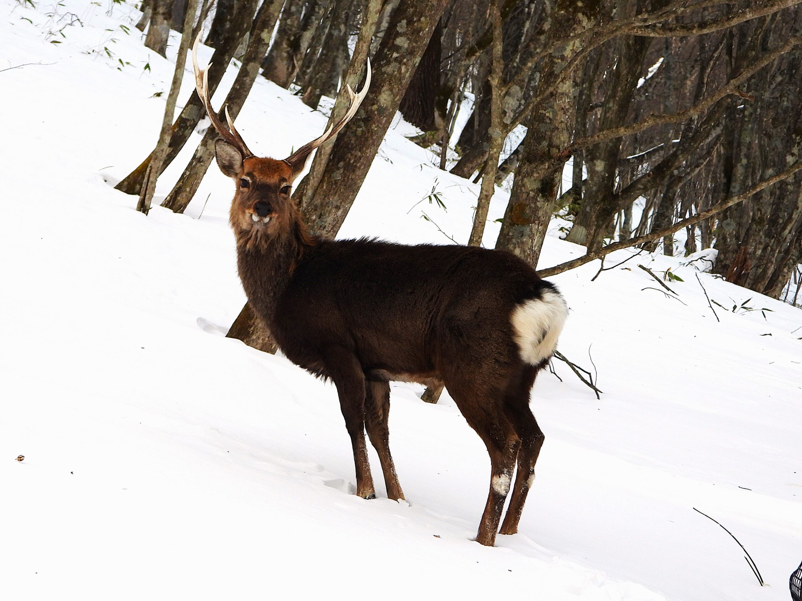 ika Deer (Cervus nippon) standing in a Japanese forest