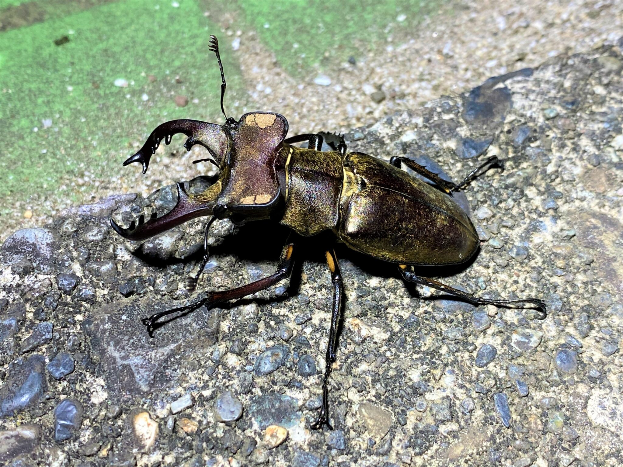 Japanese Insect Ga Giant Insects of Japan – Complete Guide