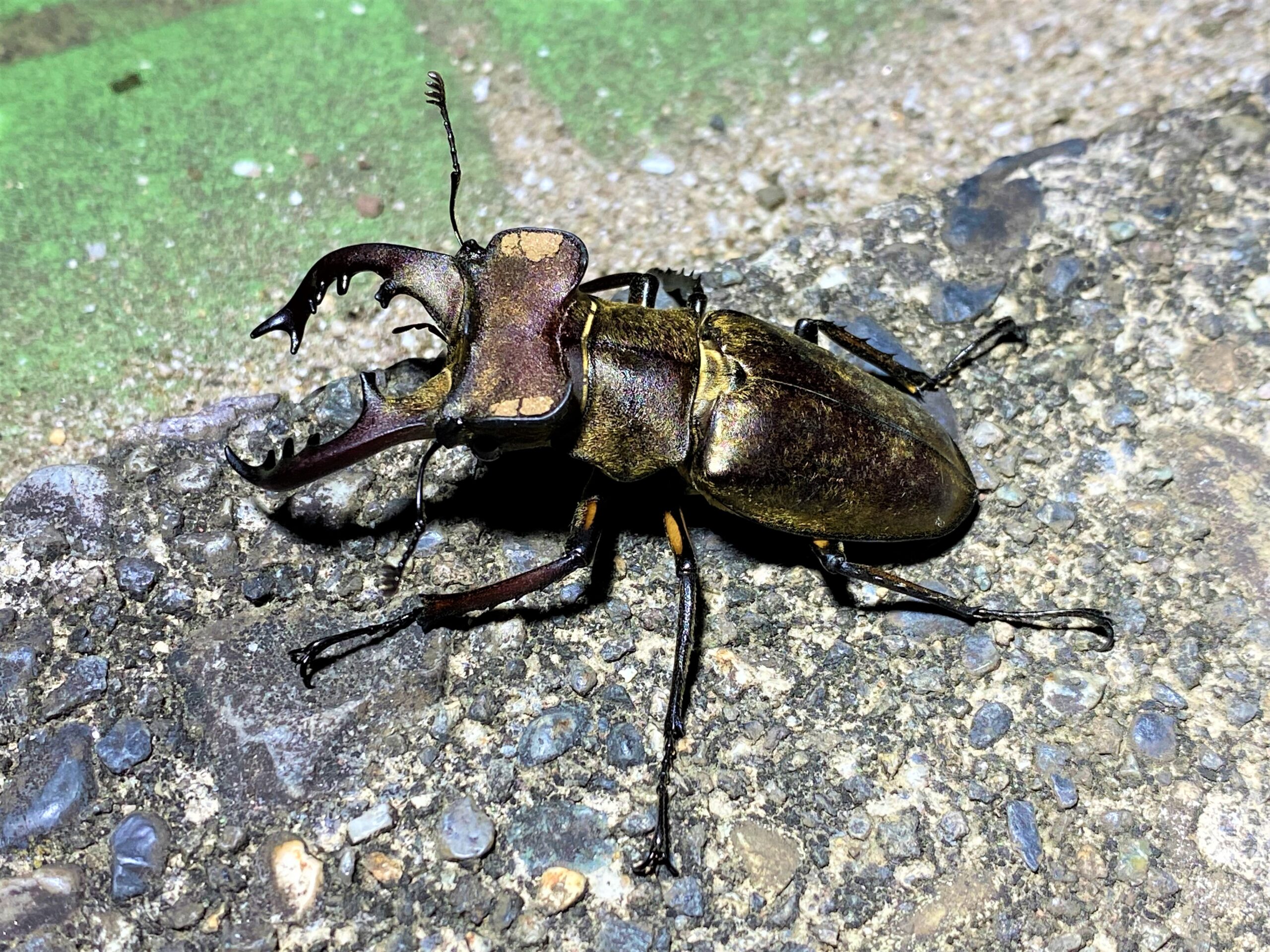 Male Miyama stag beetle (Lucanus maculifemoratus) with giant antler-like jaws feeding on oak tree sap in a Japanese mountain forest.