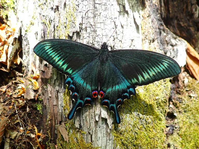 Maack’s Swallowtail (Papilio maackii) resting on tree bark, showing brilliant blue-green iridescent wings with red spots