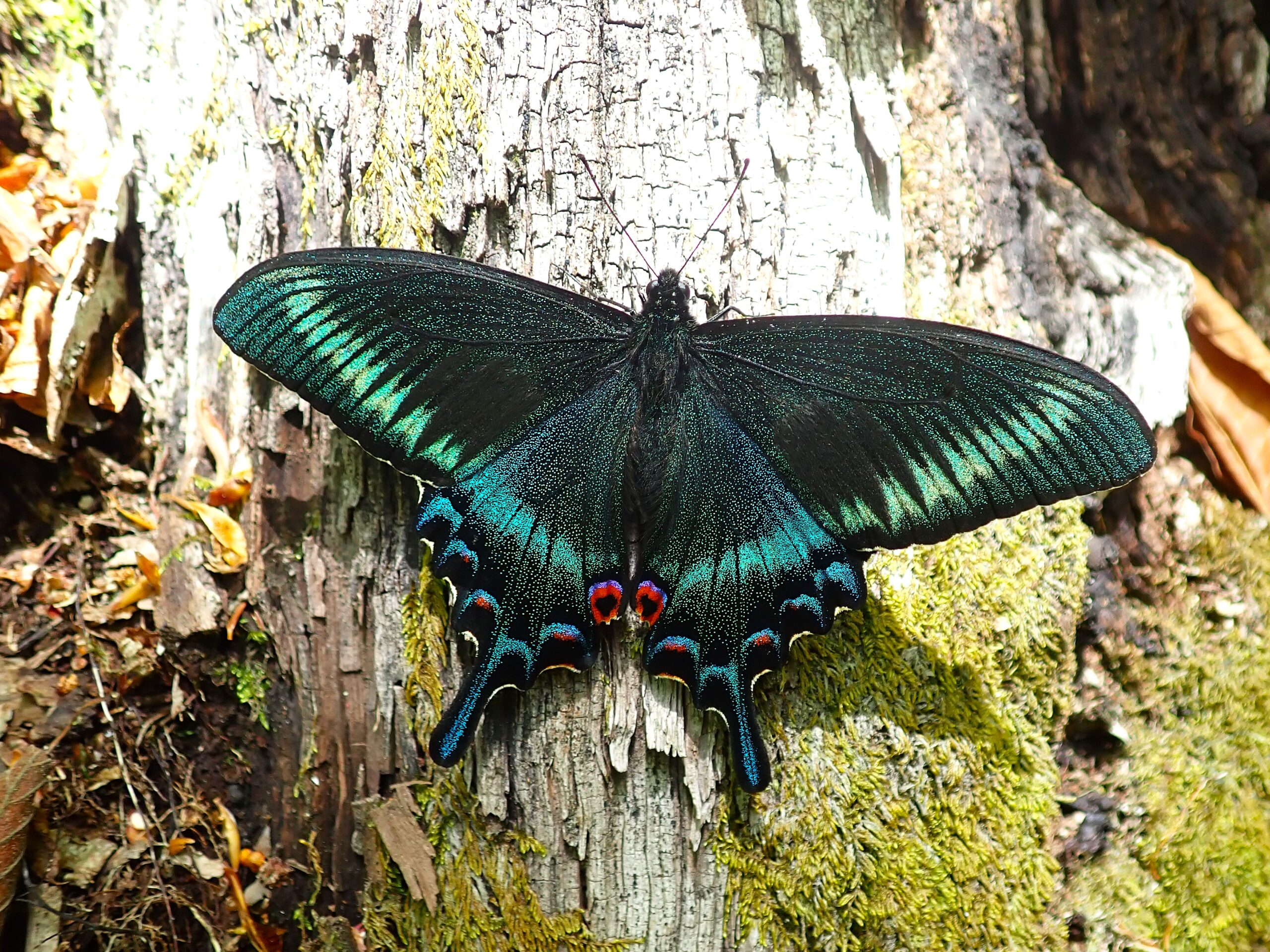 Maack’s Swallowtail (Papilio maackii) resting on tree bark, showing brilliant blue-green iridescent wings with red spots