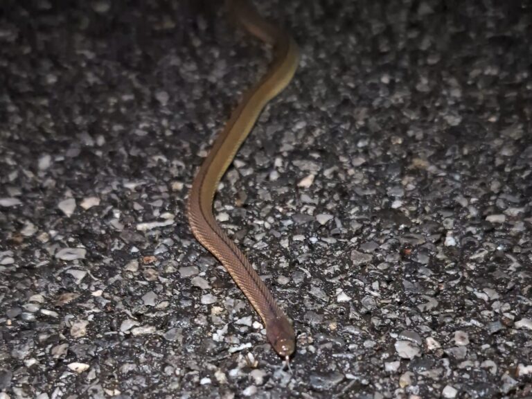 Takachiho Snake (Achalinus spinalis) with iridescent scales hiding under fallen leaves in Honshu, Japan