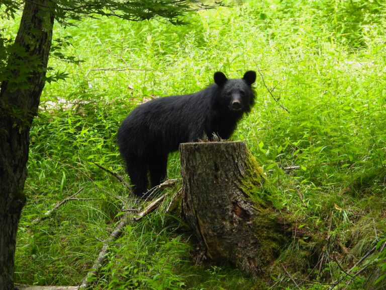 Asian black bear standing near a mossy tree stump in a Japanese mountain forest.