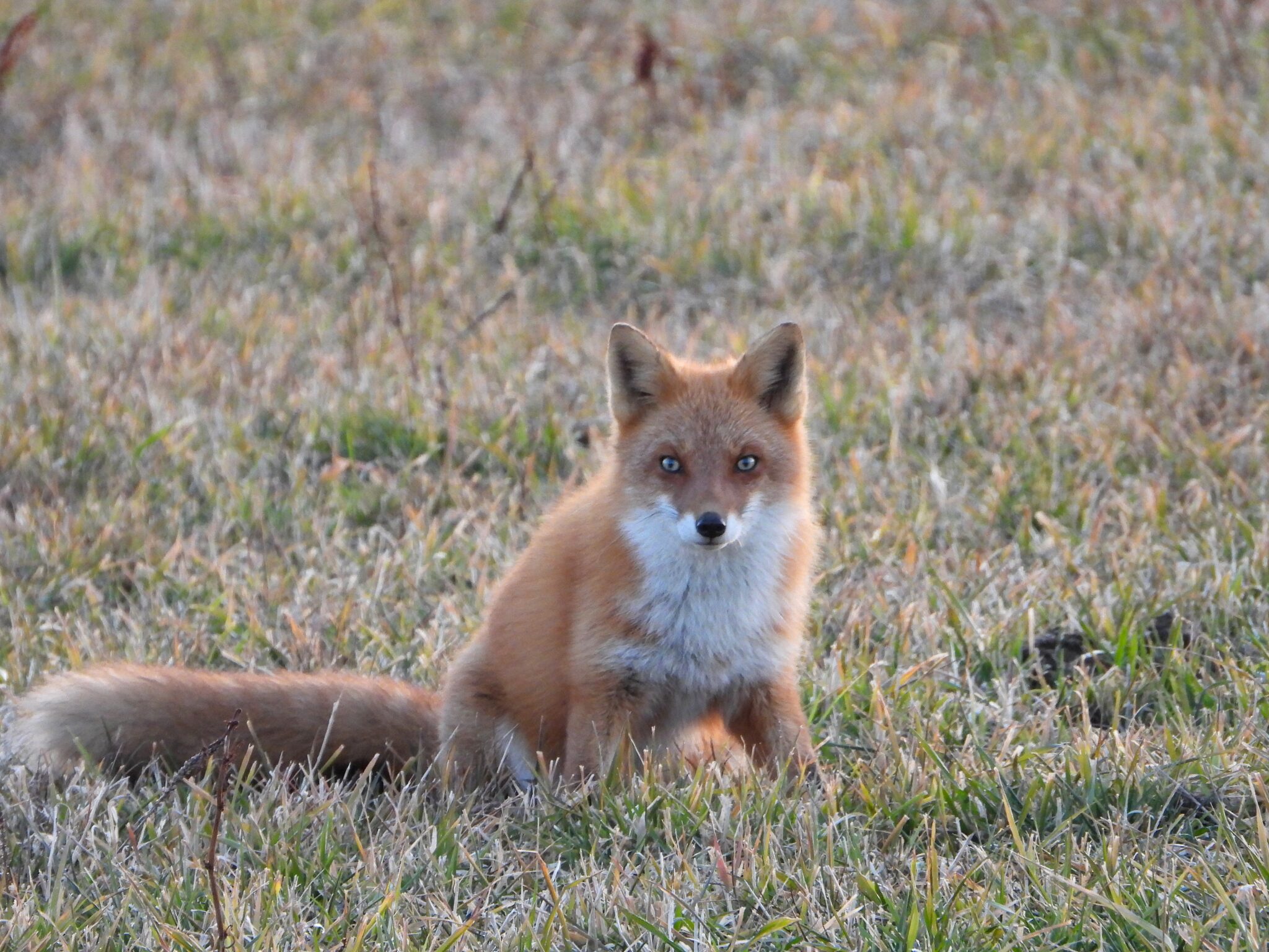 ezo-red-fox-wild-fox-of-hokkaido-wildlife-of-japan