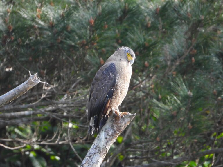 Crested Serpent Eagle resting on a tree branch in Ishigaki Island, Japan