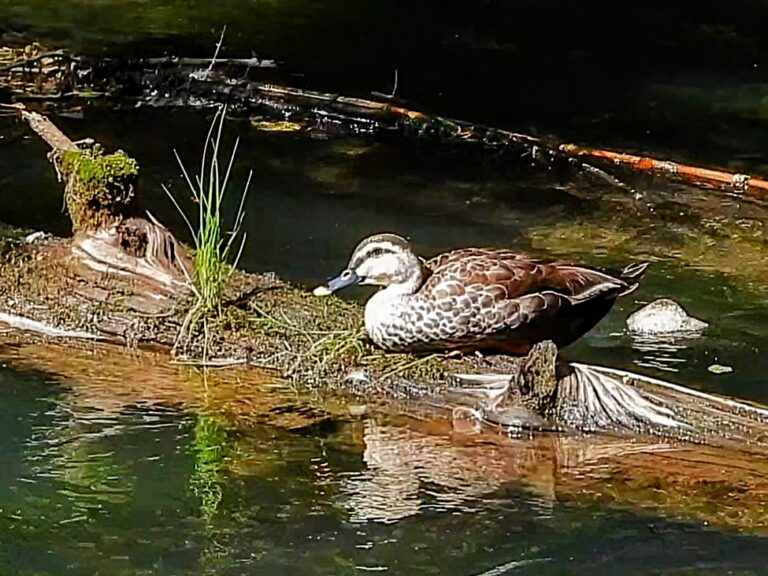 Eastern Spot-billed Duck resting on a mossy log over calm water in a forest stream in Japan.
