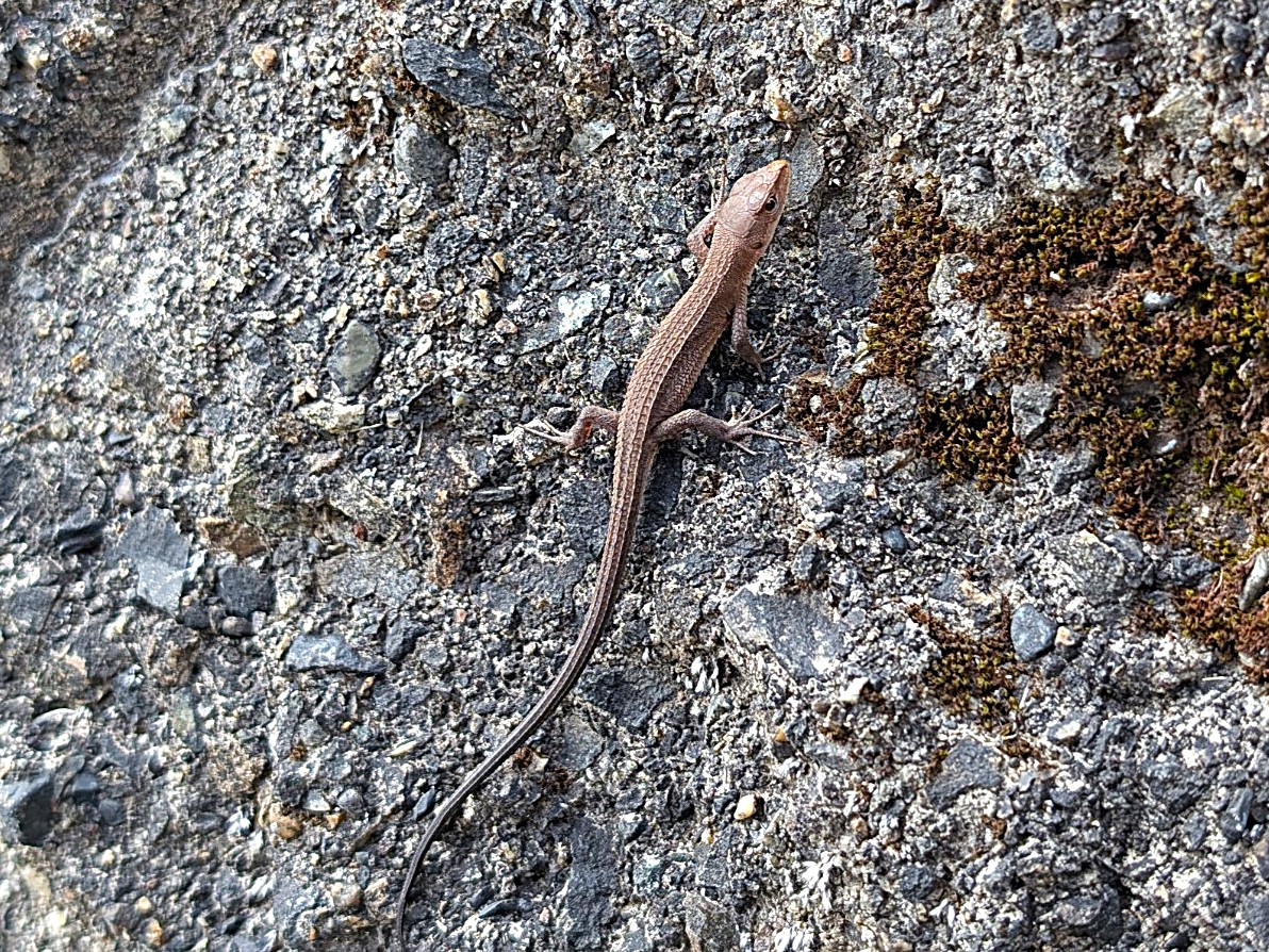 A Japanese Grass Lizard (*Takydromus tachydromoides*) basking on a rocky surface in Japan