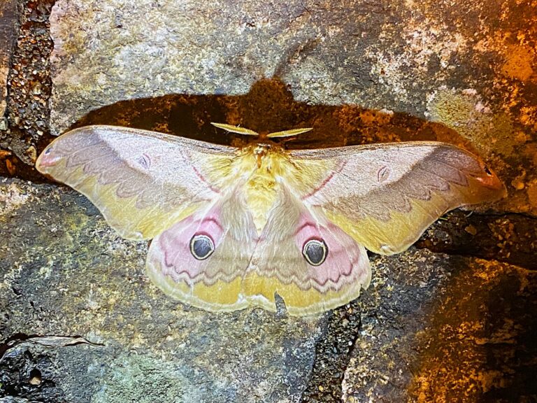 Kususan (Saturnia japonica) resting on a rock surface at night, showing golden wings and large hindwing eyespots, Japan.